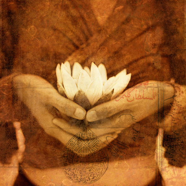 A woman's hands holding a white lotus blossom.